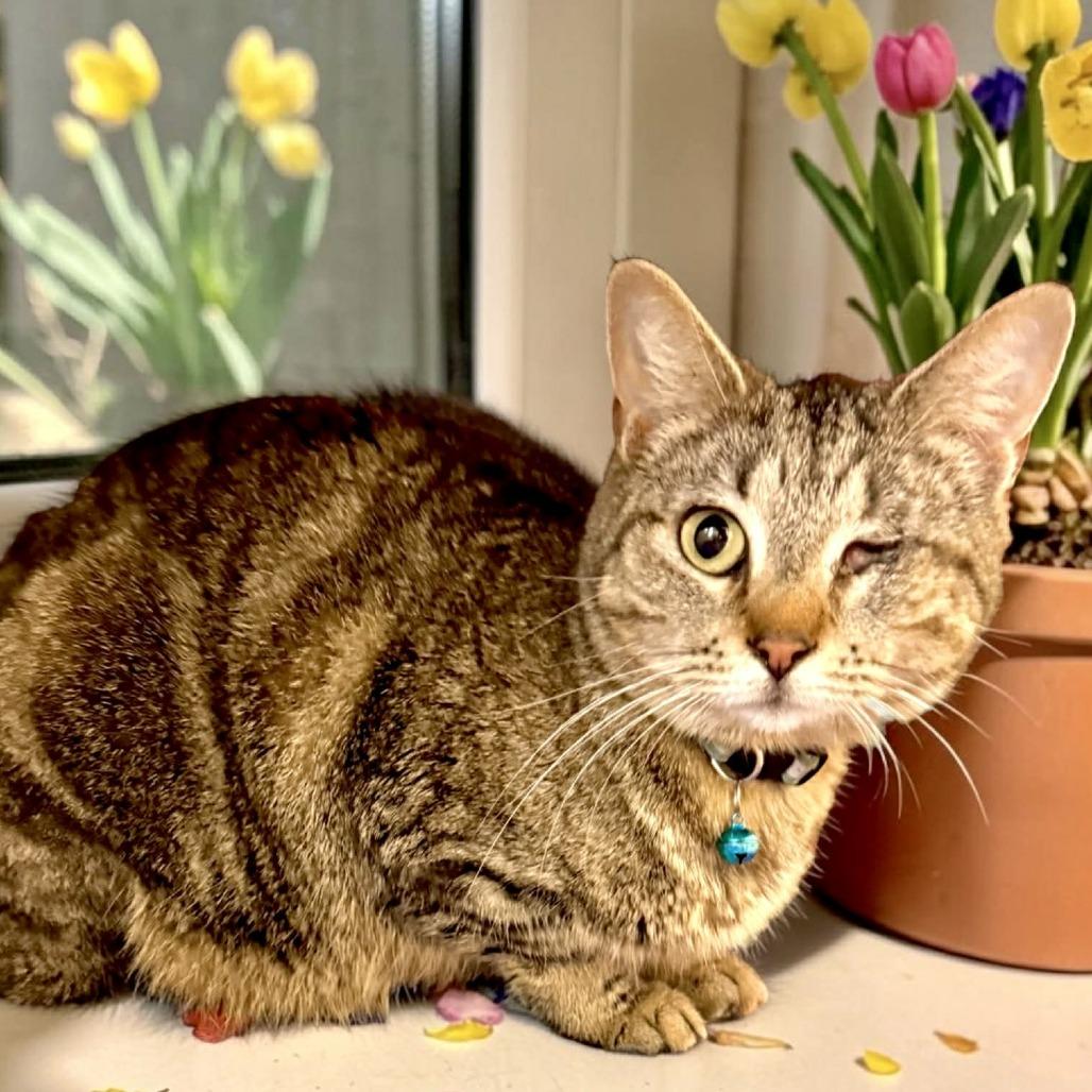 Enlarge Alley, a Adoptable Domestic Short Hair in Bentonville, AR image 2/3