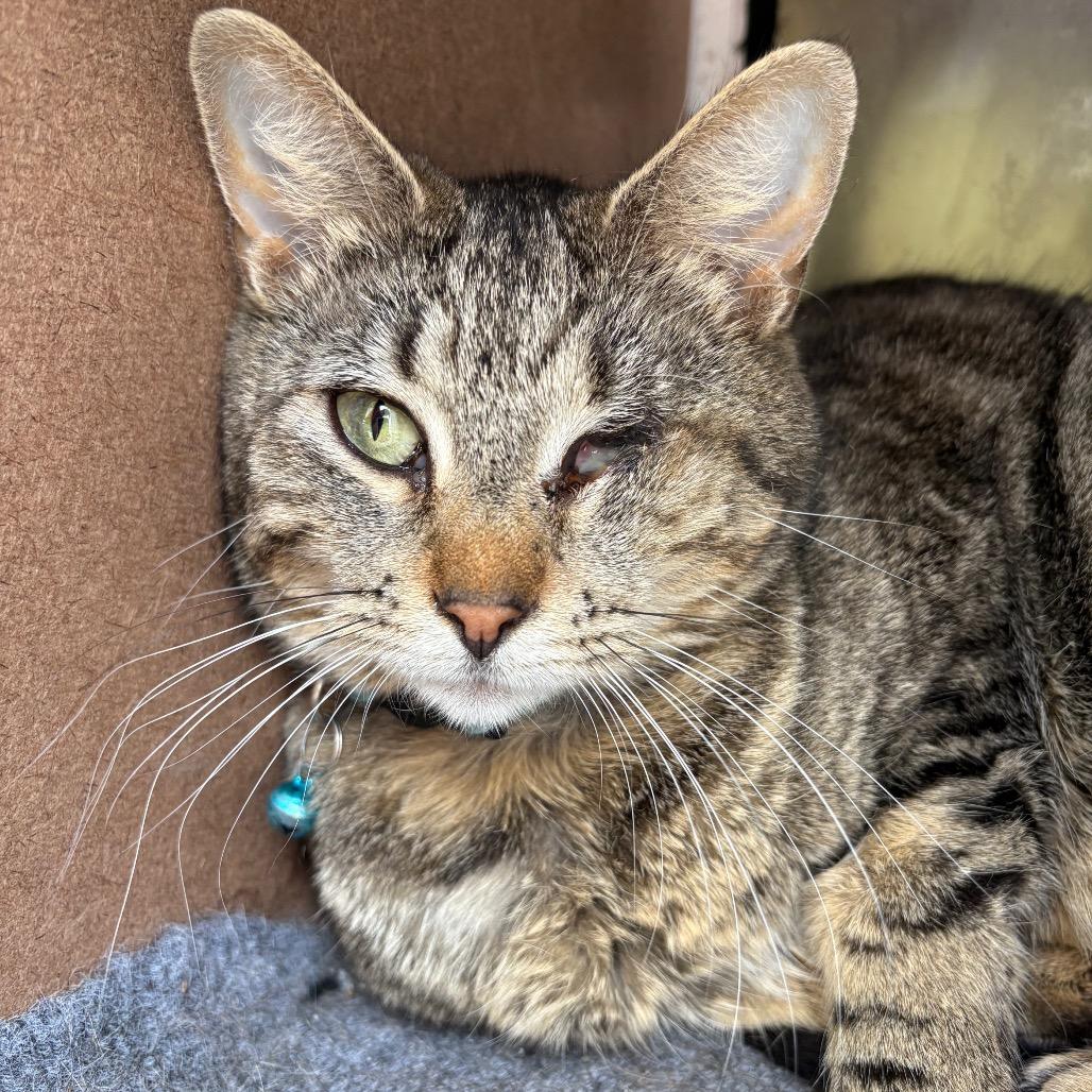 Enlarge Alley, a Adoptable Domestic Short Hair in Bentonville, AR image 3/3