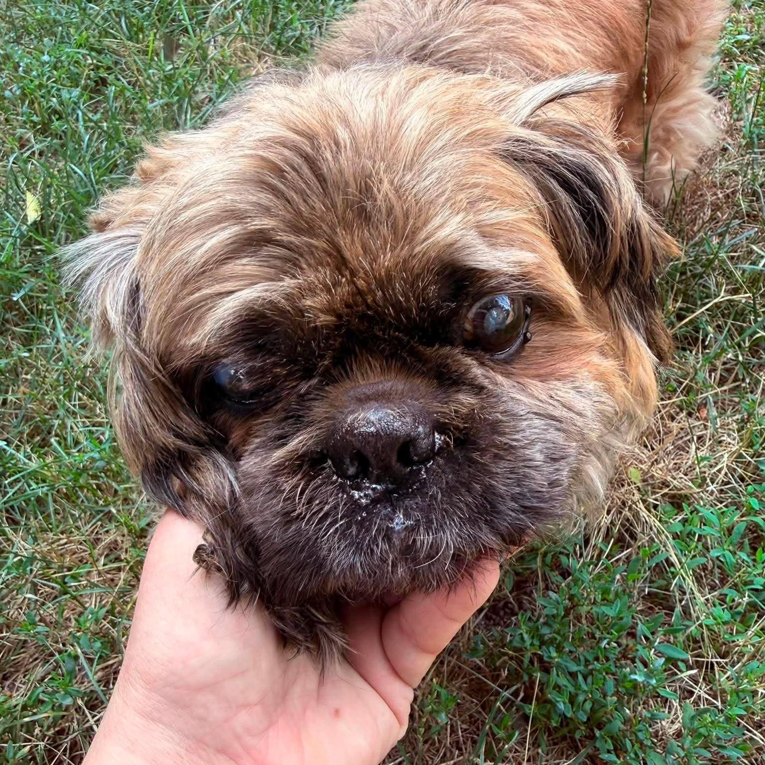 Benji, ADOPTABLE, Adult Male Shih Tzu.