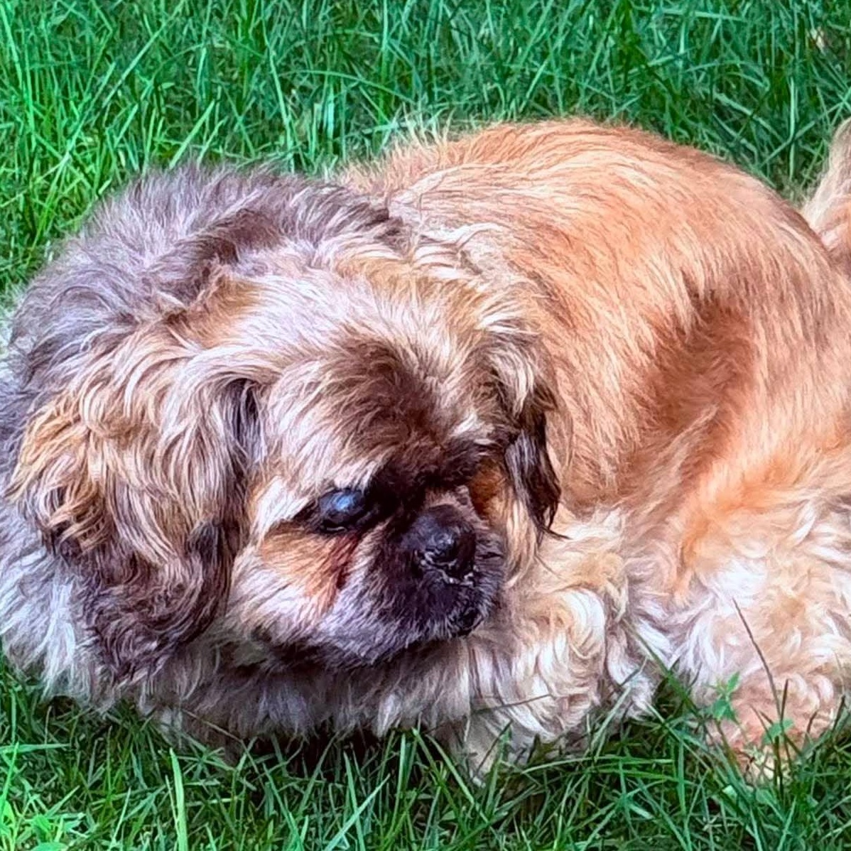 Enlarge Benji, a ADOPTABLE Shih Tzu in Scarborough, ON image 2/2