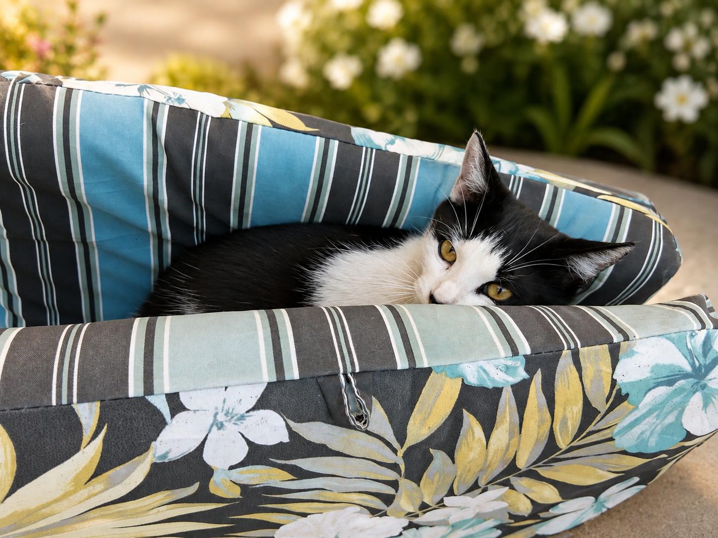 Enlarge Alfie, a Adoptable Domestic Short Hair in Santa Cruz, CA image 2/4