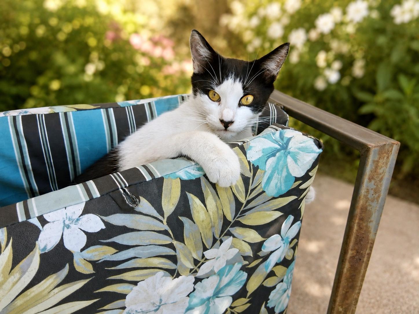 Enlarge Alfie, a Adoptable Domestic Short Hair in Santa Cruz, CA image 4/4