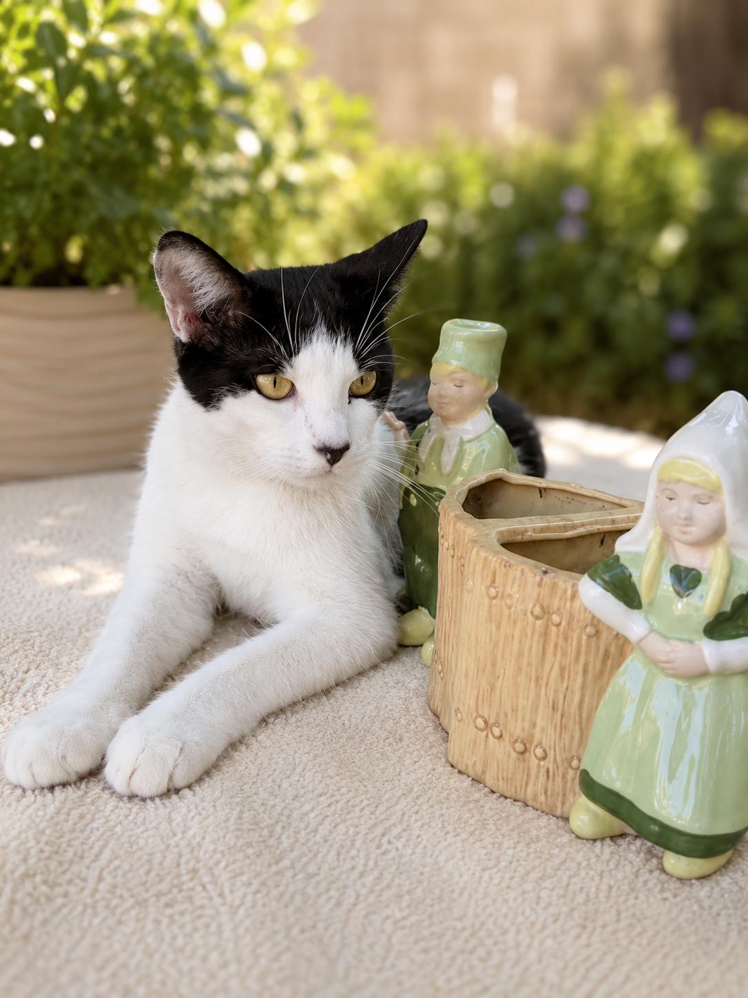Enlarge Alfie, a Adoptable Domestic Short Hair in Santa Cruz, CA image 1/4