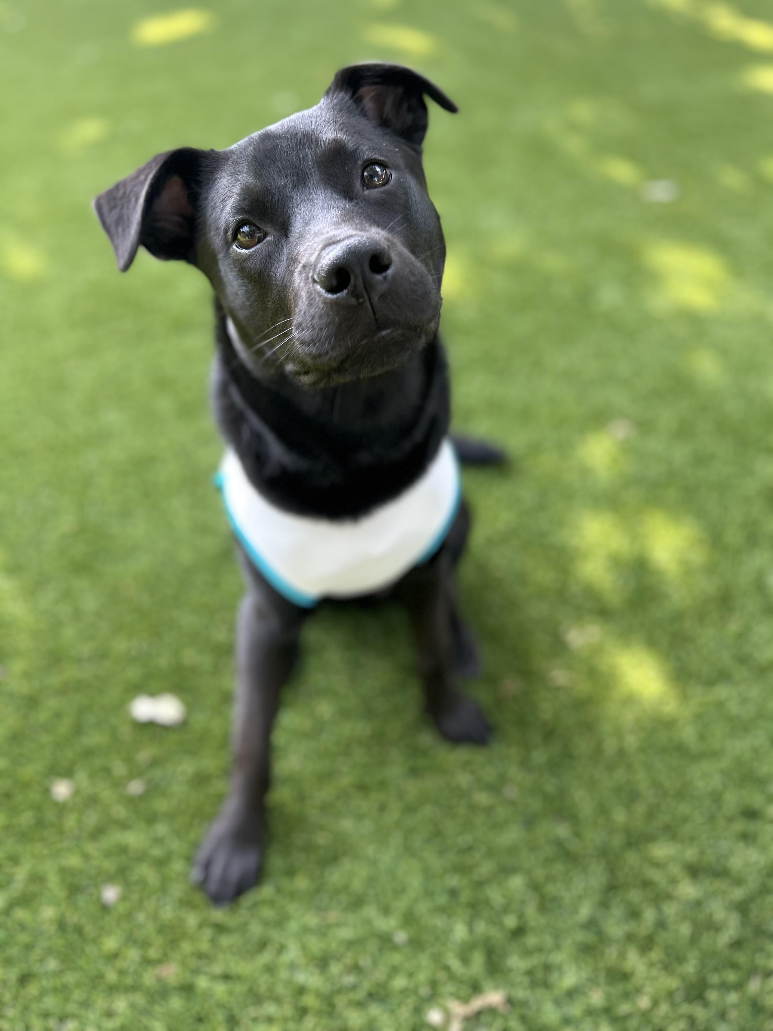 Barq, a Adoptable mixed breed in Coppell, TX image 3/4