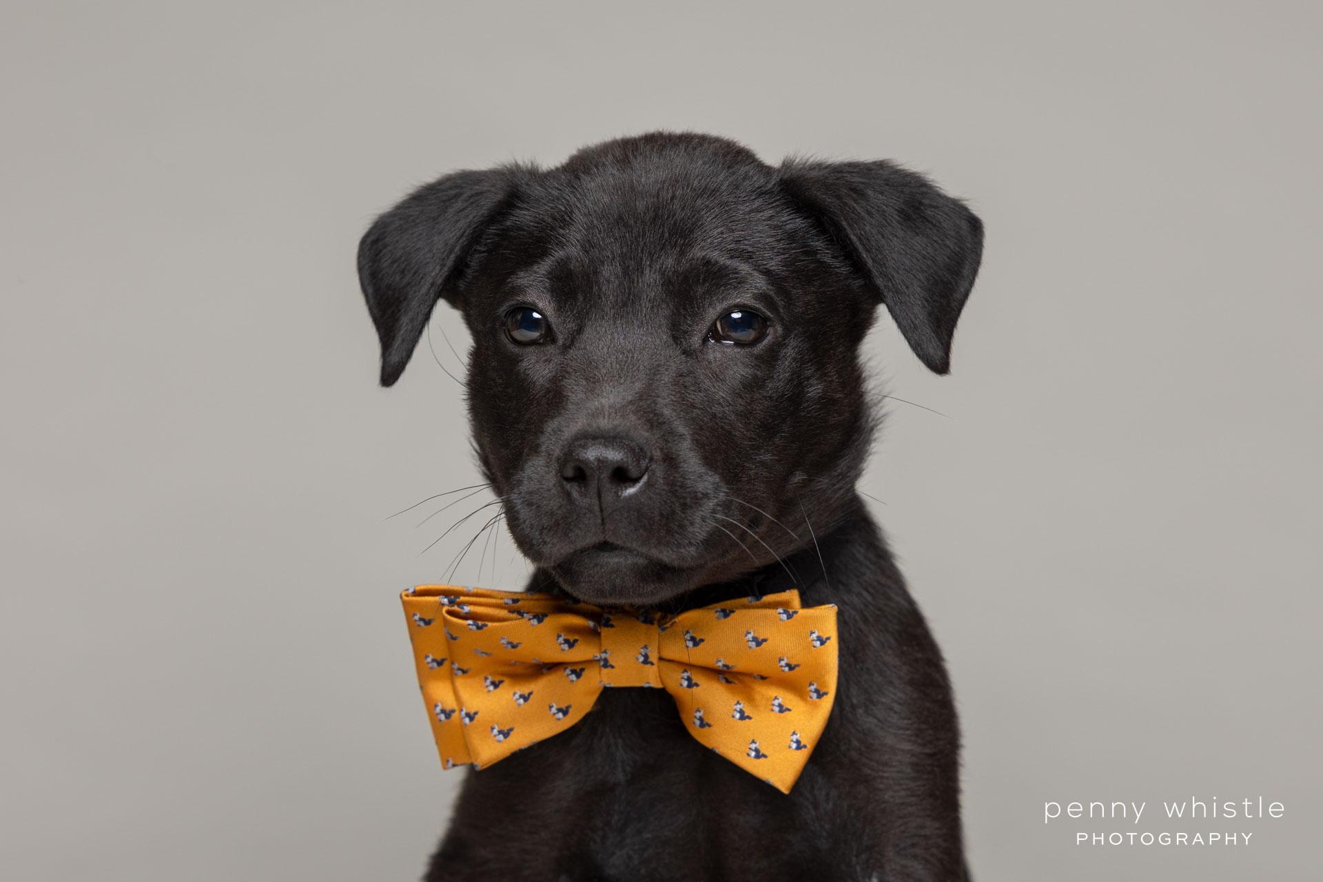 Barq, Adoptable, Puppy Male Australian Cattle Dog / Blue Heeler & Mixed Breed.