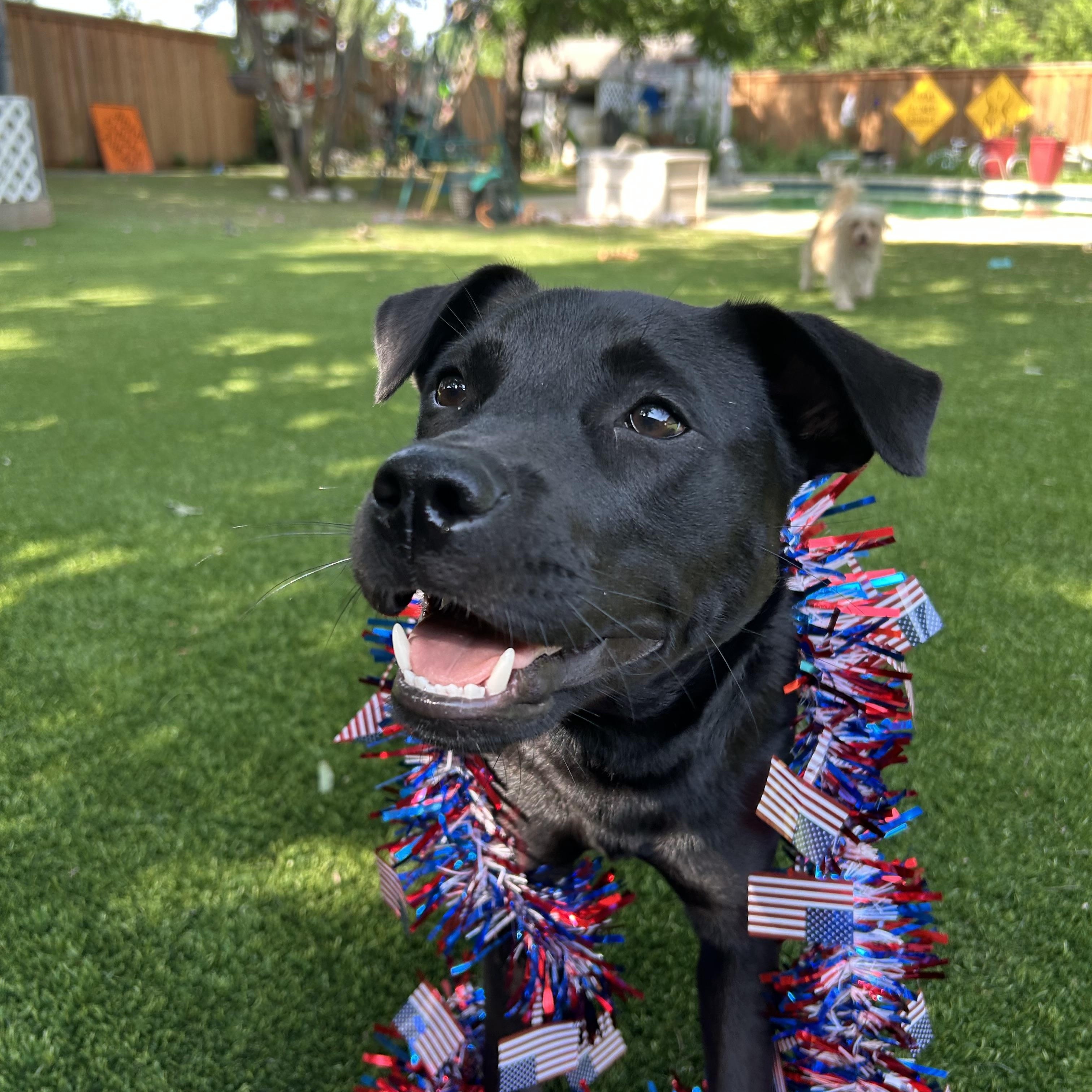 Barq, a Adoptable mixed breed in Coppell, TX image 2/4
