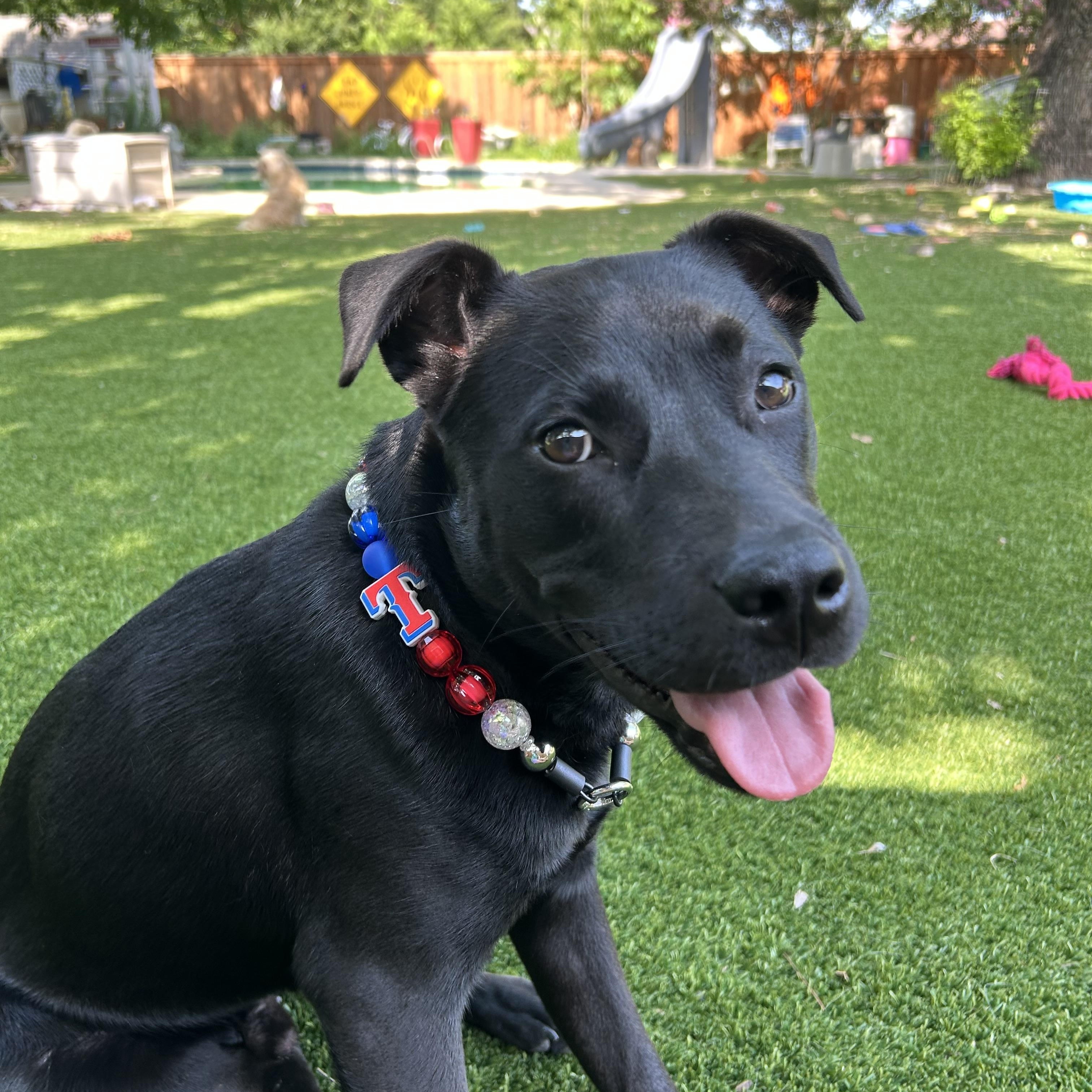 Barq, a Adoptable mixed breed in Coppell, TX image 4/4