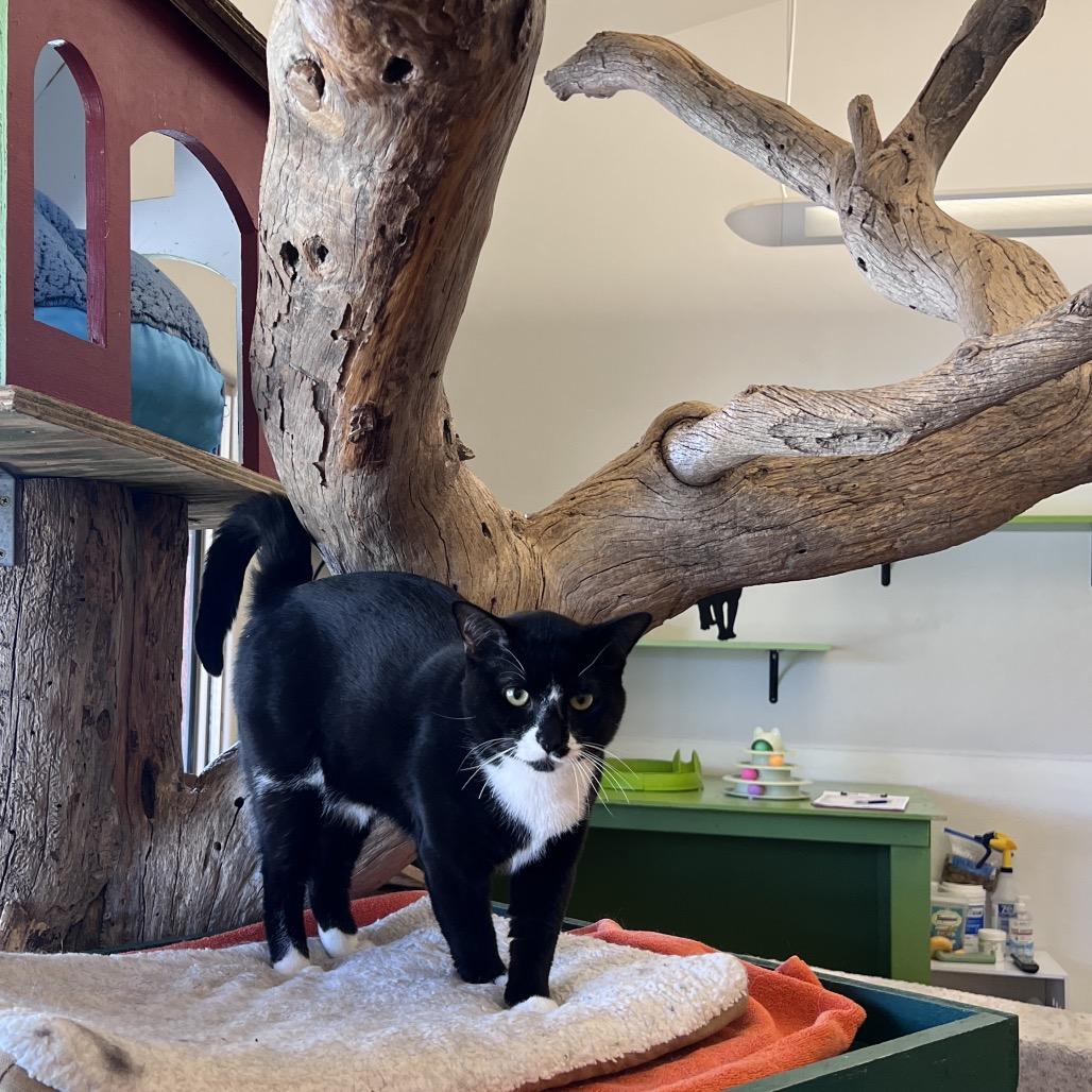 Oreo, Adoptable, Young Male Domestic Short Hair.
