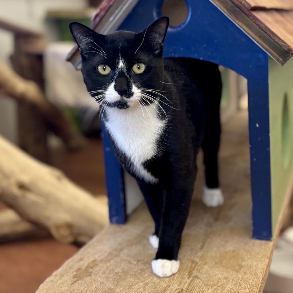 Oreo, a Adoptable Domestic Short Hair in Glenwood Springs, CO image 2/6