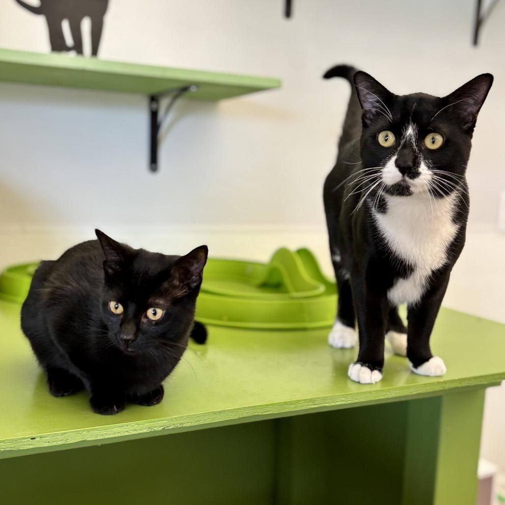 Oreo, a Adoptable Domestic Short Hair in Glenwood Springs, CO image 3/6