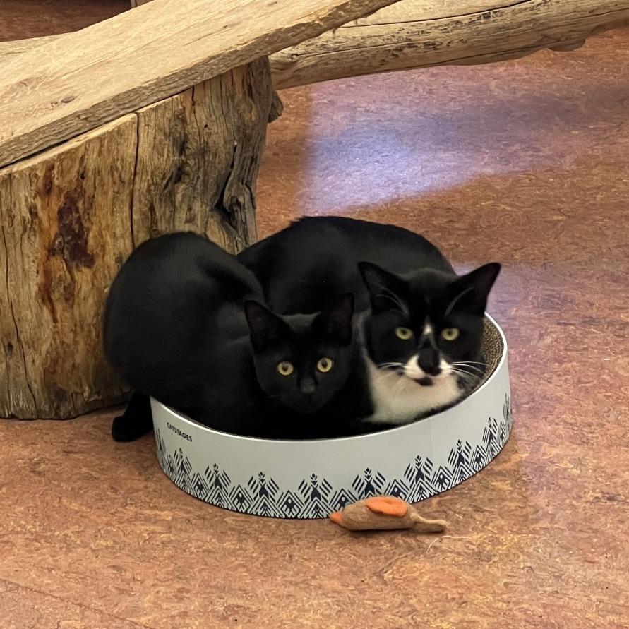 Oreo, a Adoptable Domestic Short Hair in Glenwood Springs, CO image 3/6