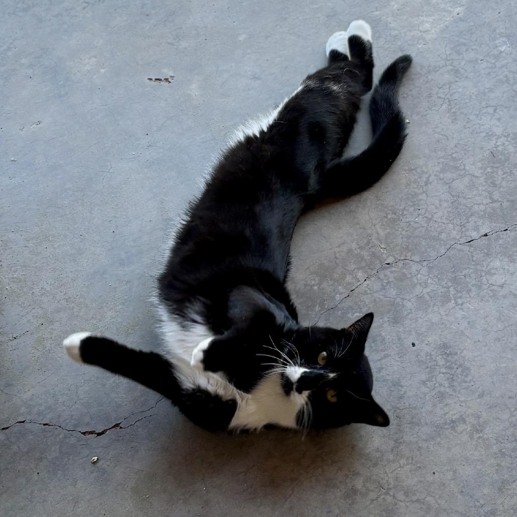 Oreo, a Adoptable Domestic Short Hair in Glenwood Springs, CO image 4/6