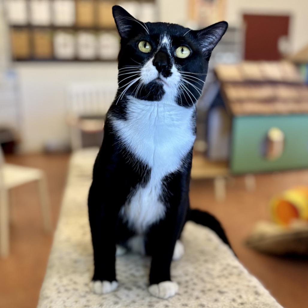 Oreo, a Adoptable Domestic Short Hair in Glenwood Springs, CO image 5/6