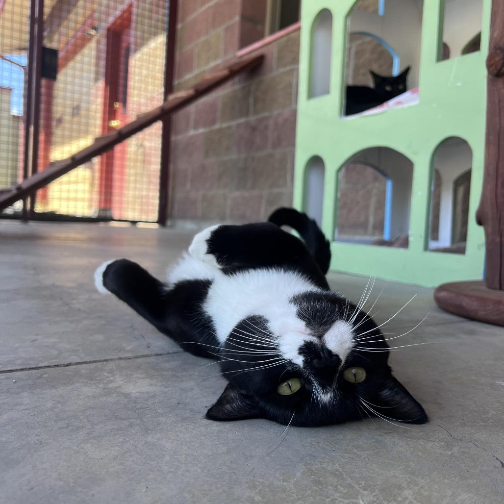 Oreo, a Adoptable Domestic Short Hair in Glenwood Springs, CO image 5/6