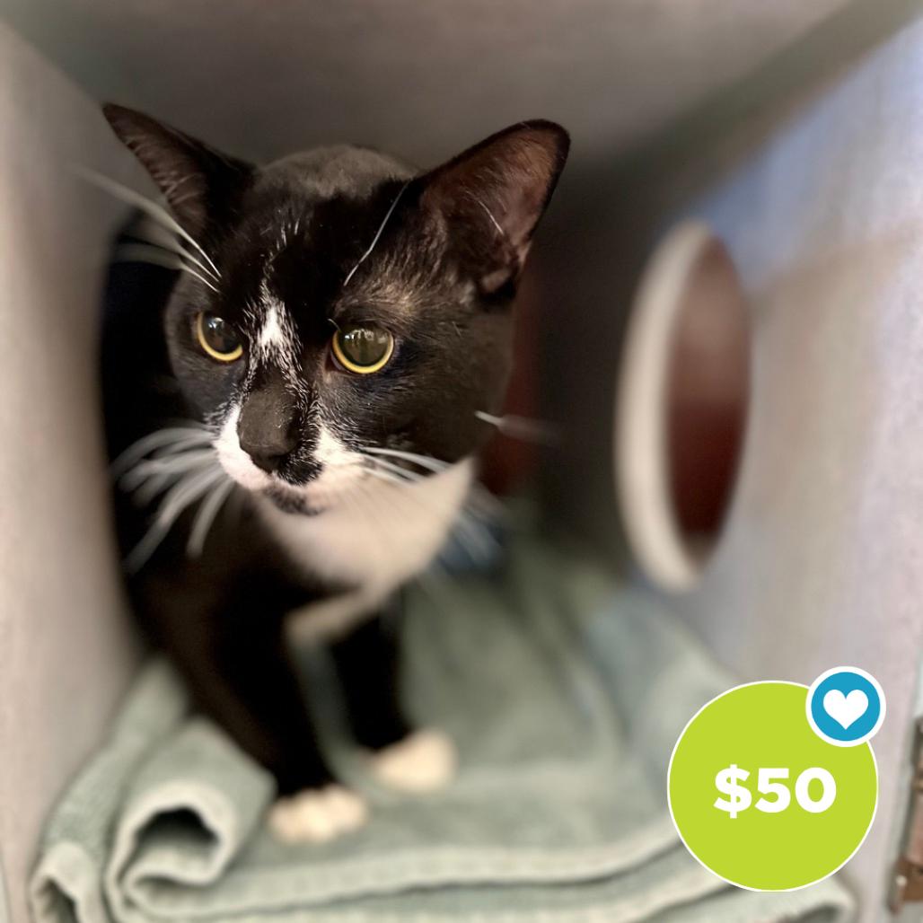 Enlarge Oreo, a Adoptable Domestic Short Hair in Glenwood Springs, CO image 1/1