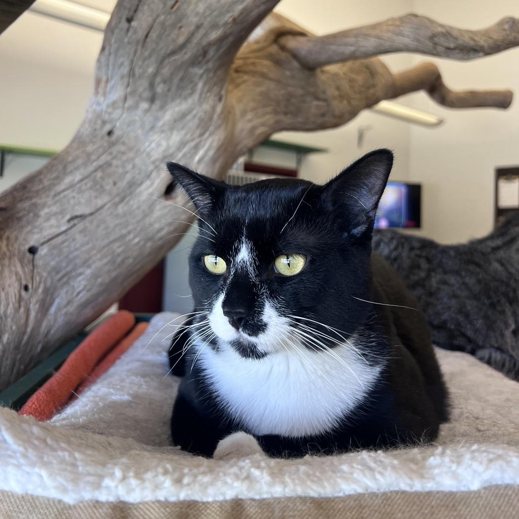 Oreo, a Adoptable Domestic Short Hair in Glenwood Springs, CO image 6/6