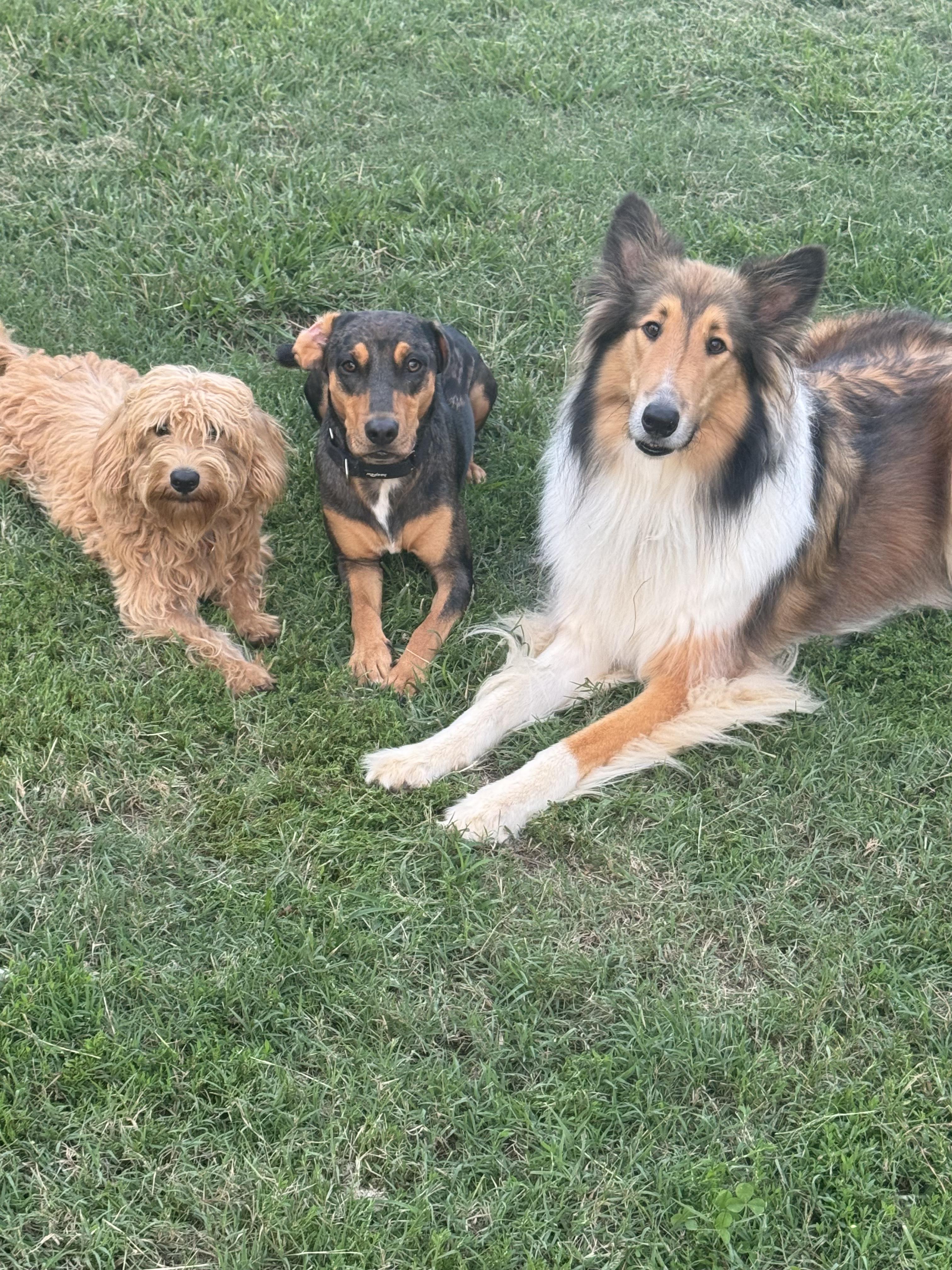 Enlarge Dallas GA, an adopted mixed breed in College Park, GA image 3/4