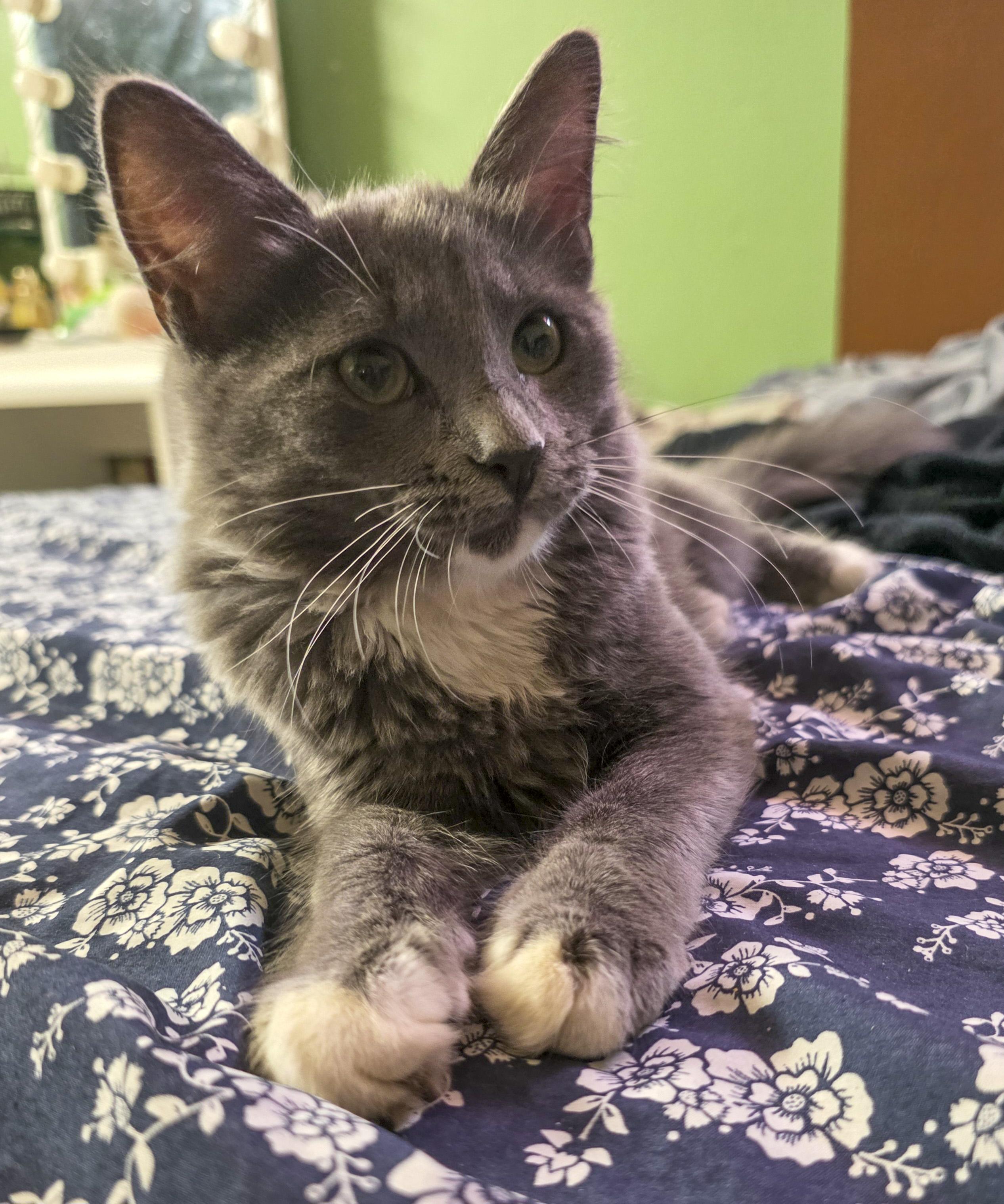 Lexi, a Adoptable mixed breed in Vallejo, CA image 1/6