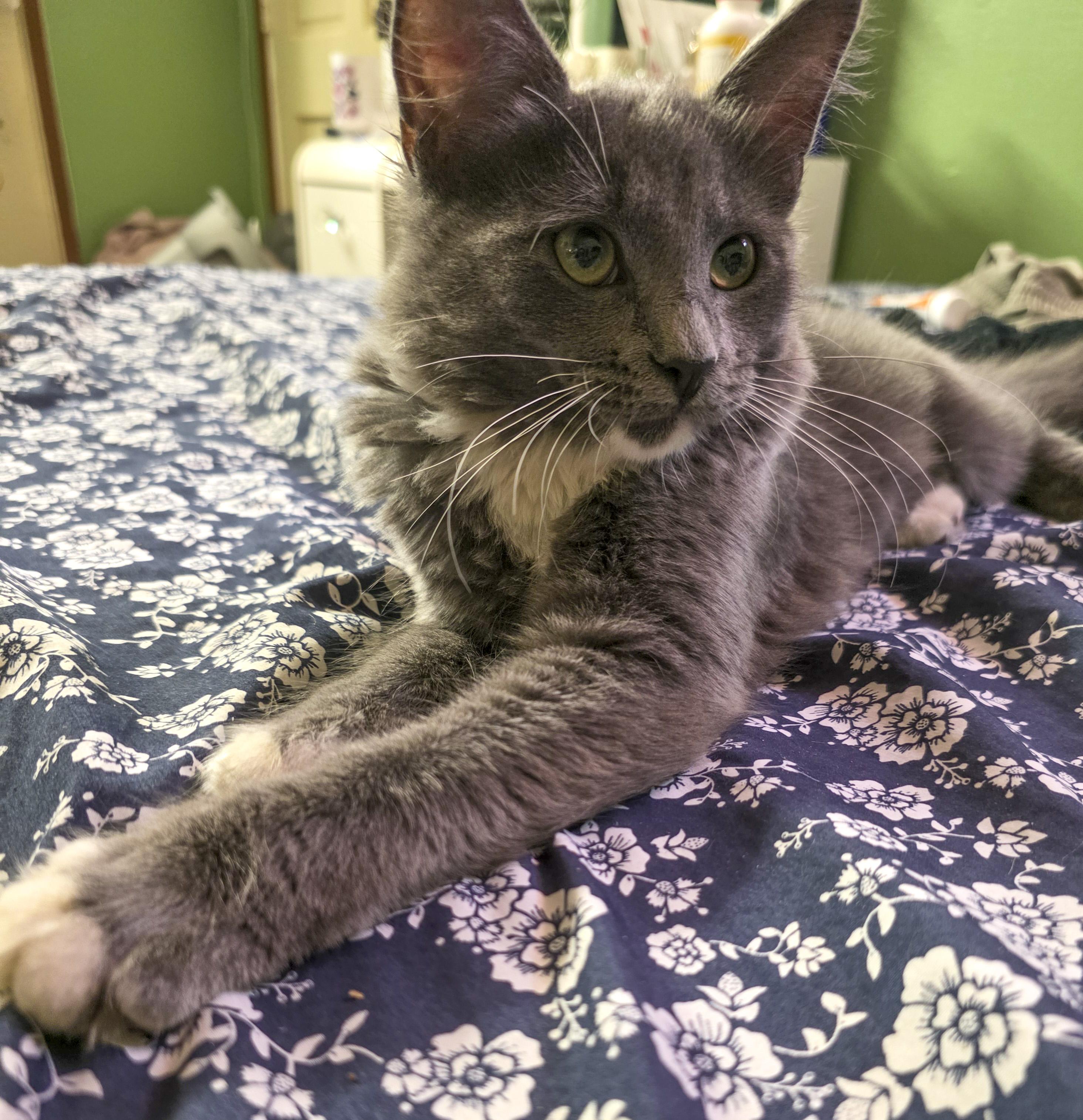 Lexi, a Adoptable mixed breed in Vallejo, CA image 2/6