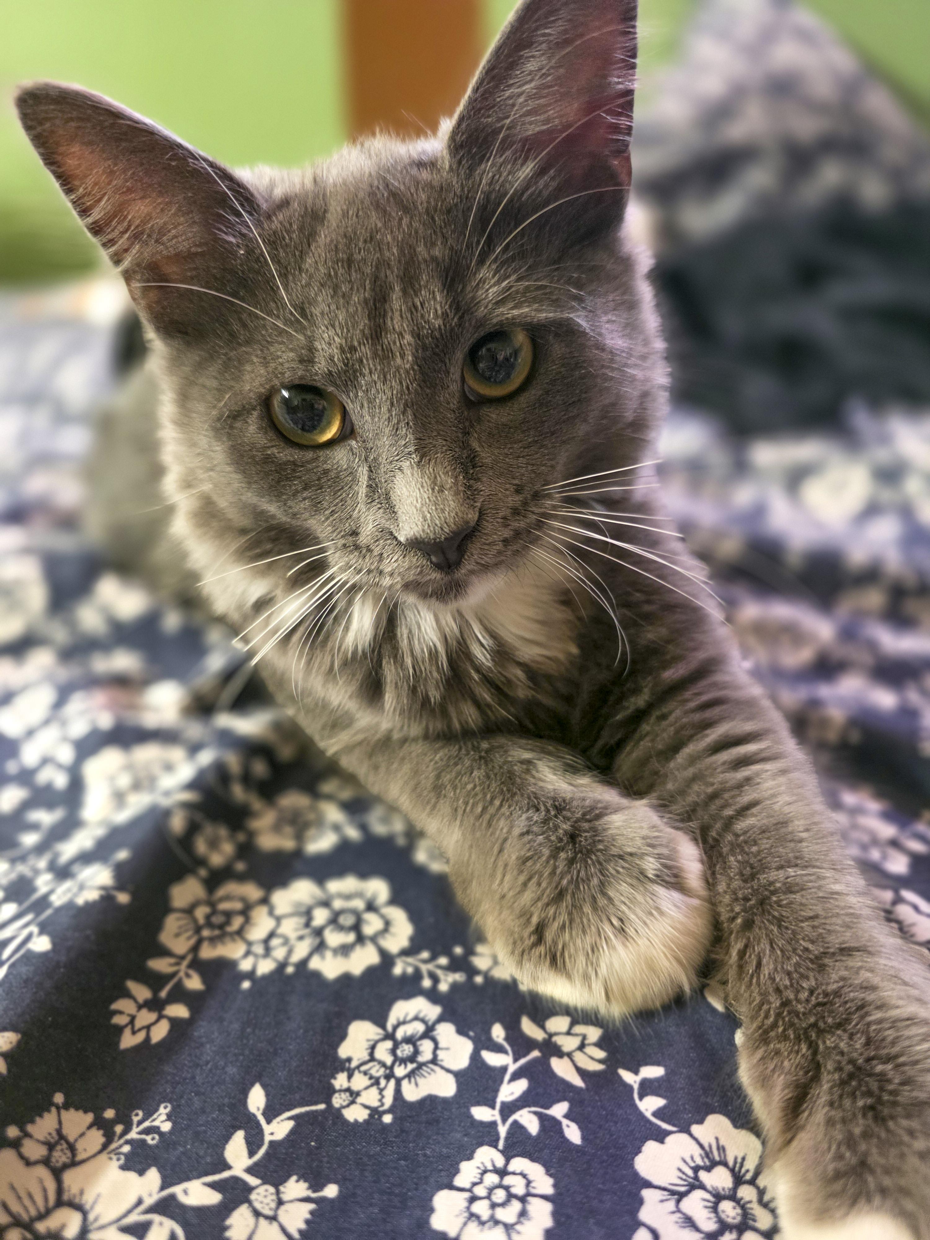 Lexi, a Adoptable mixed breed in Vallejo, CA image 3/6