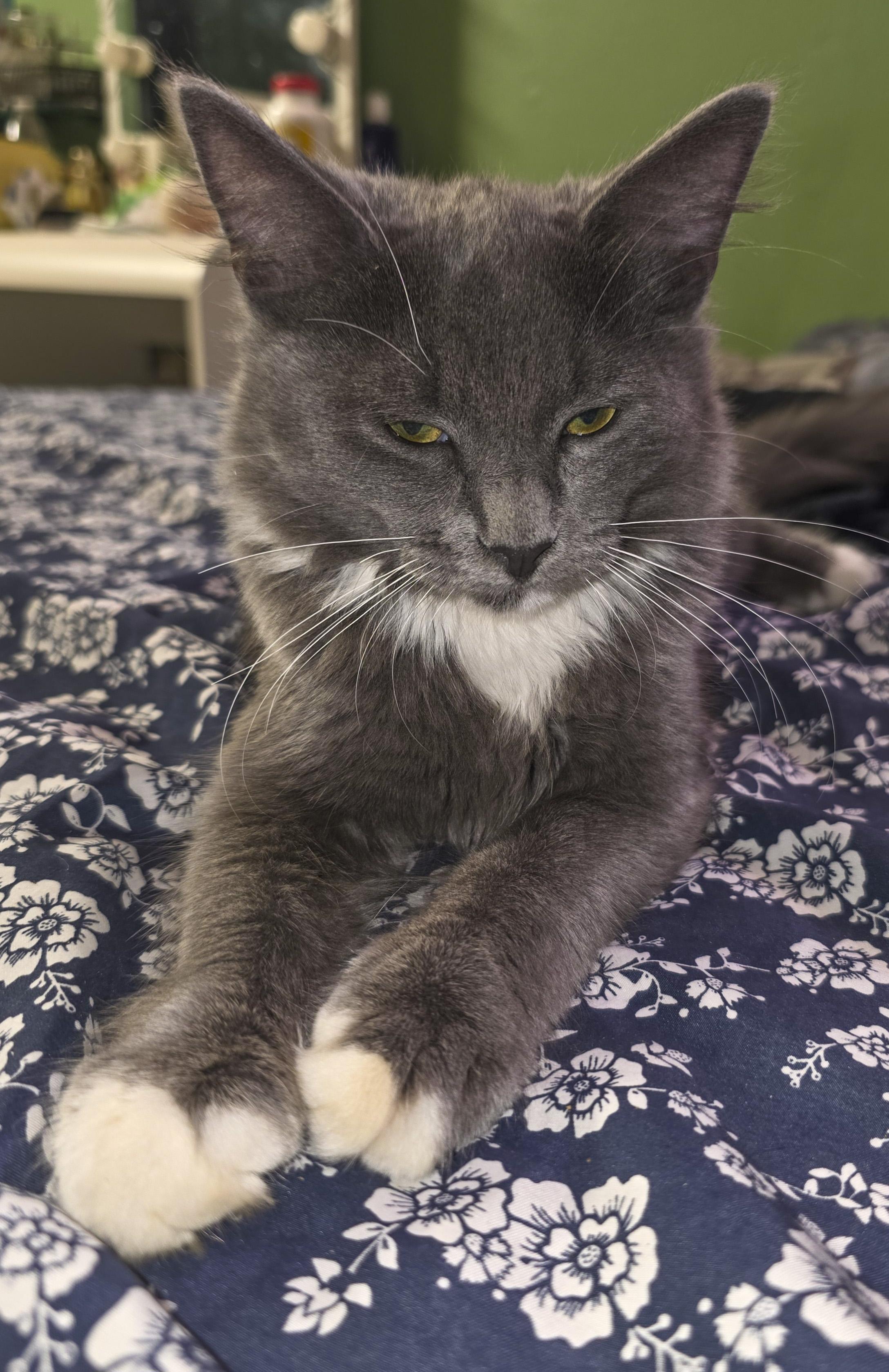 Lexi, a Adoptable mixed breed in Vallejo, CA image 4/6