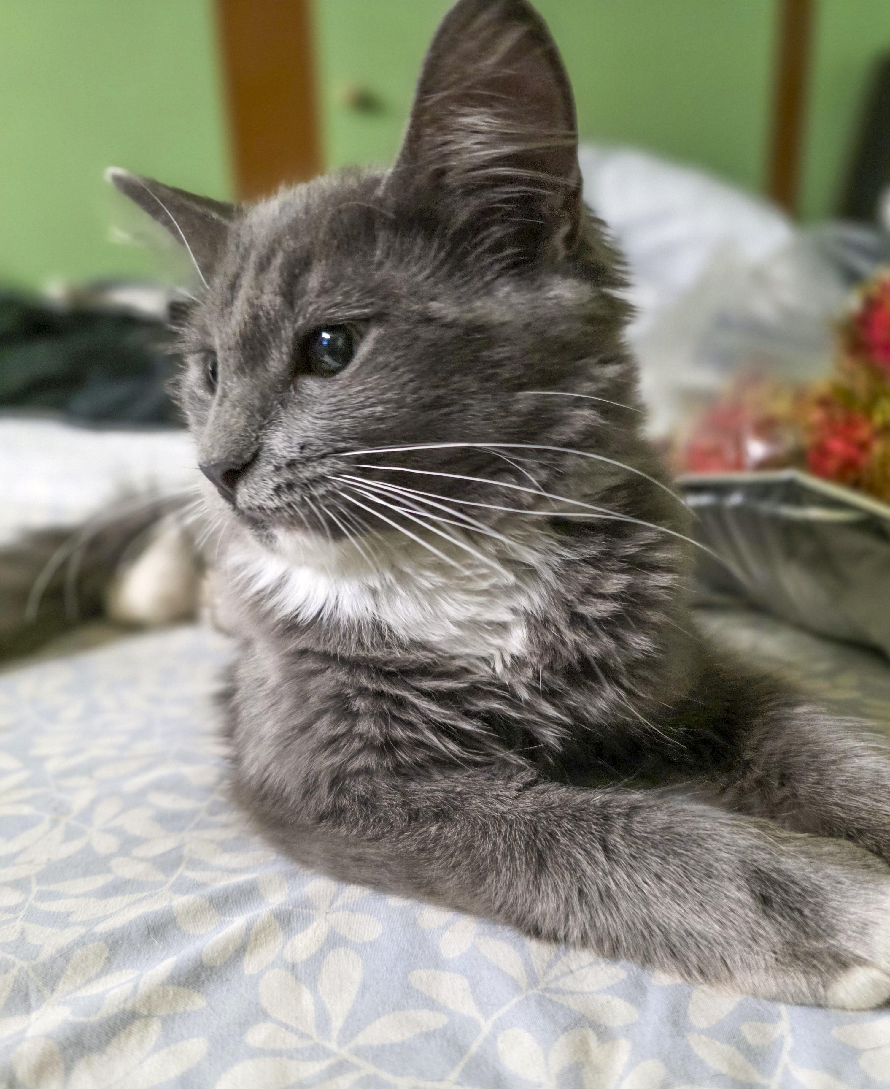 Lexi, a Adoptable mixed breed in Vallejo, CA image 5/6