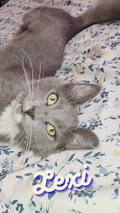 Enlarge Lexi, a Adoptable mixed breed in Vallejo, CA video 6/6