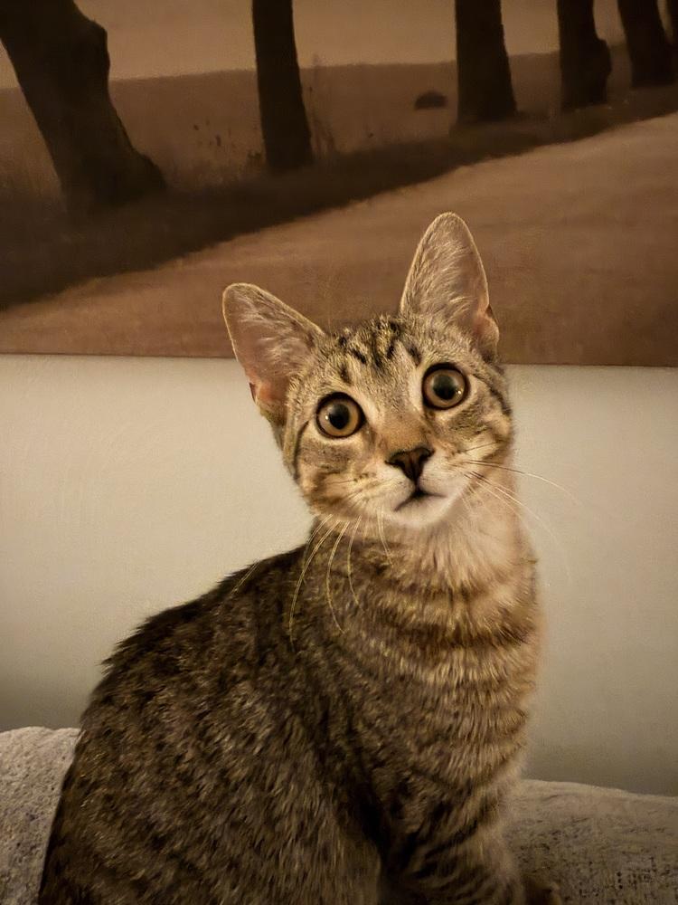 Juniper, Adoptable, Kitten Female Domestic Short Hair.