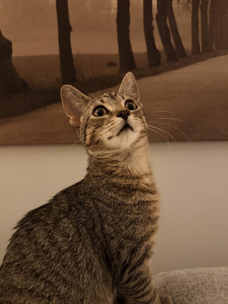 Enlarge Juniper, a Adoptable Domestic Short Hair in Springdale, PA image 3/6