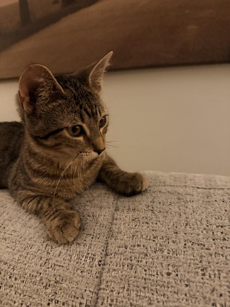 Enlarge Juniper, a Adoptable Domestic Short Hair in Springdale, PA image 6/6