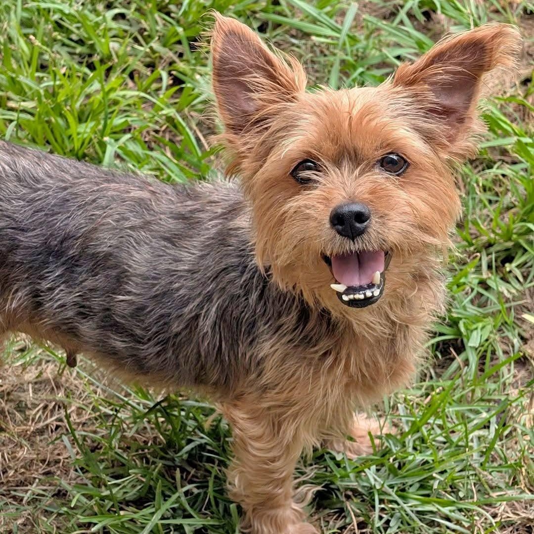 Enlarge Gigi, an adopted mixed breed in Baton Rouge, LA image 1/1