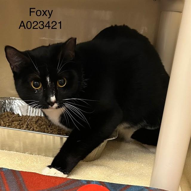FOXY, Adoptable, Adult Female Domestic Short Hair.