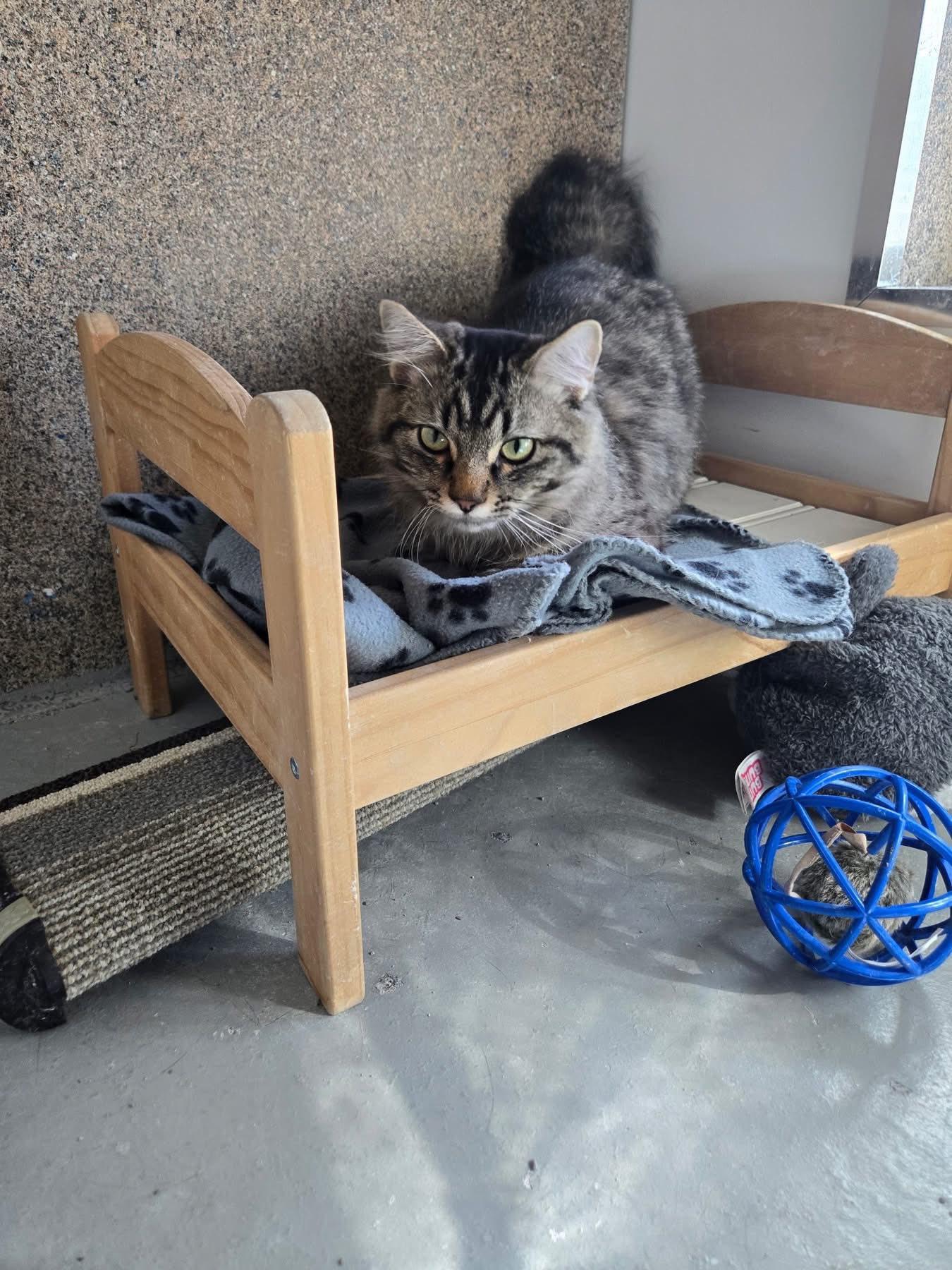 Pepperoni, an adoptable Tabby in Cranbrook, BC, V1C 6P3 | Photo Image 2