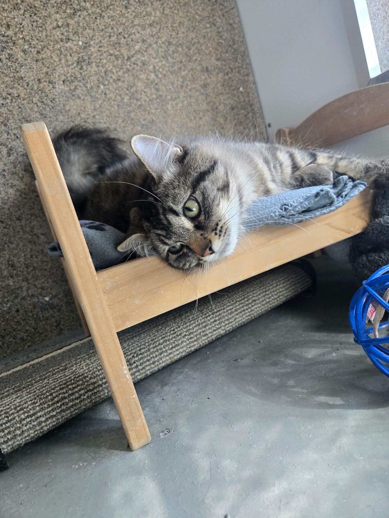 Pepperoni, an adoptable Tabby in Cranbrook, BC, V1C 6P3 | Photo Image 4