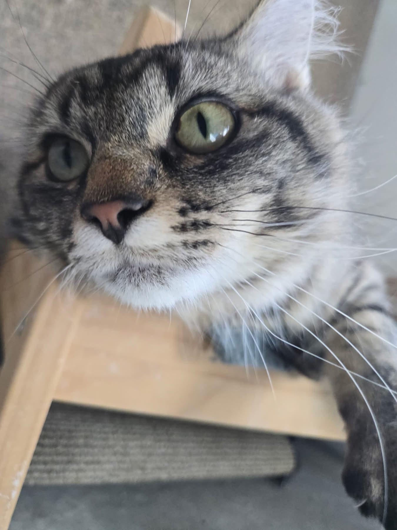 Pepperoni, an adoptable Tabby in Cranbrook, BC, V1C 6P3 | Photo Image 1