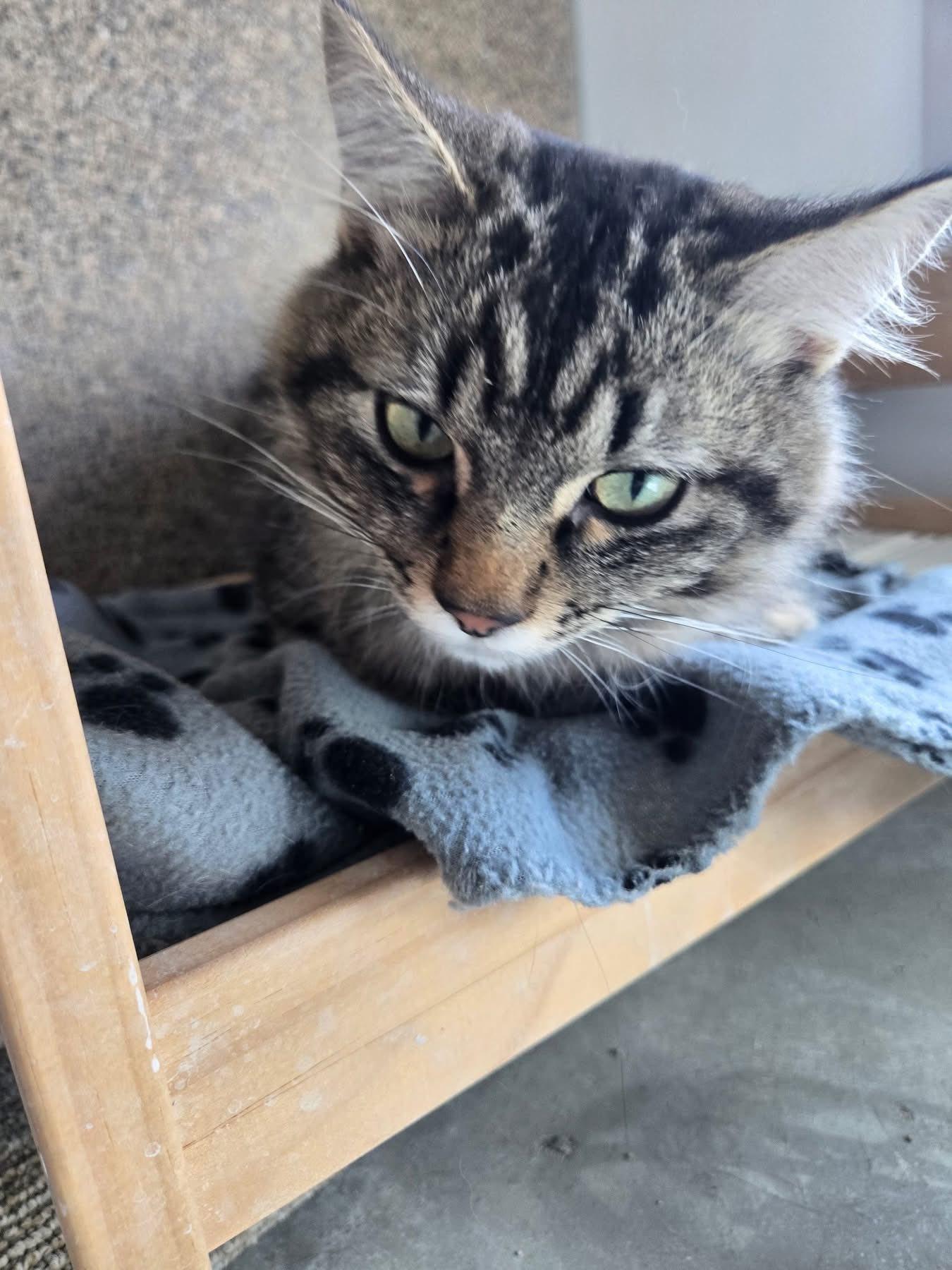Pepperoni, an adoptable Tabby in Cranbrook, BC, V1C 6P3 | Photo Image 5