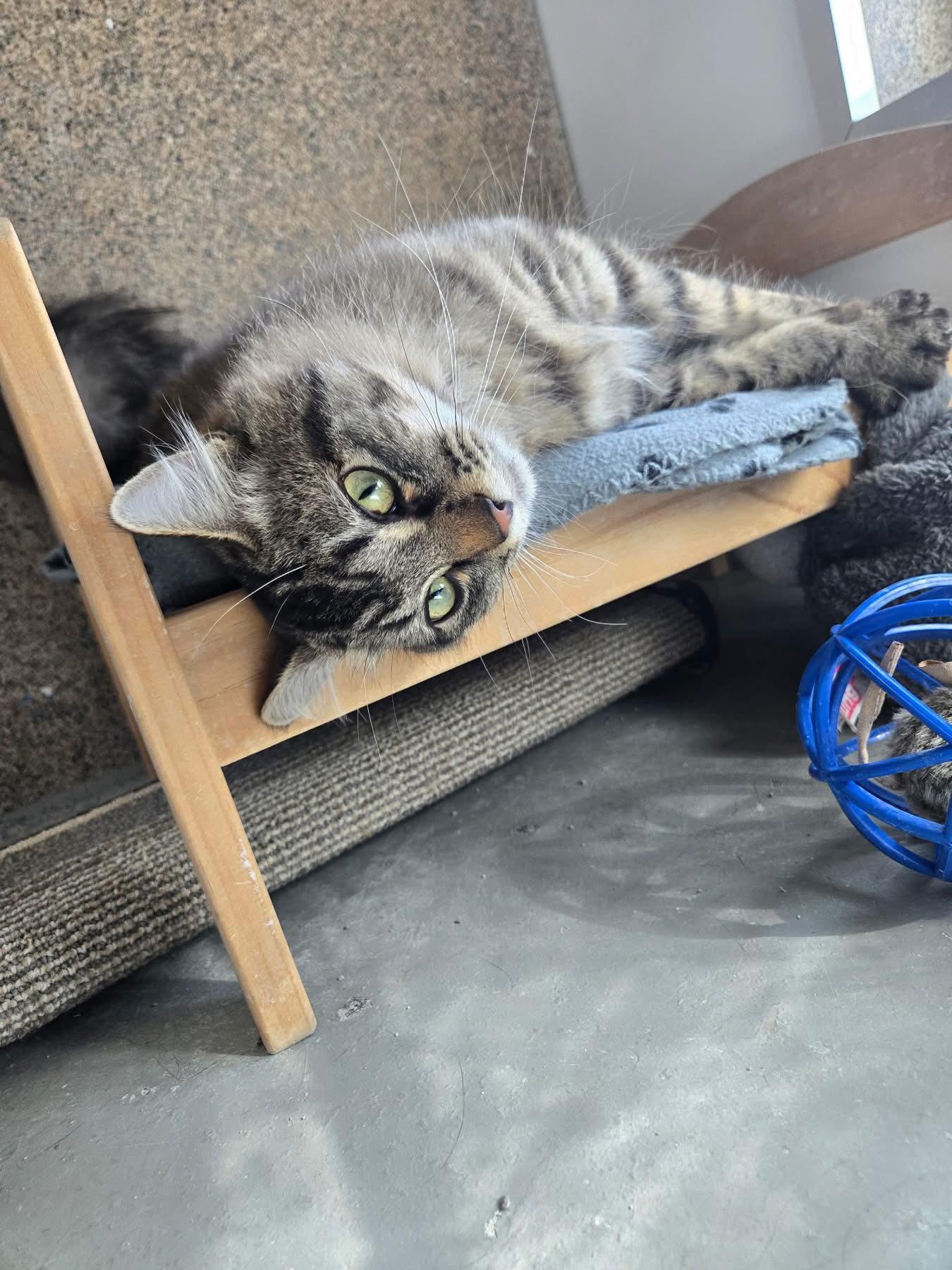 Pepperoni, an adoptable Tabby in Cranbrook, BC, V1C 6P3 | Photo Image 3