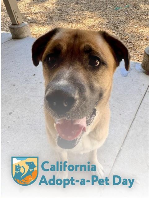 Enlarge ALI, a Adoptable mixed breed in South Lake Tahoe, CA image 1/1