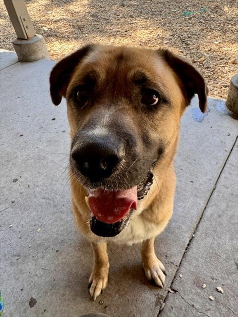 Enlarge ALI, a Adoptable mixed breed in South Lake Tahoe, CA image 1/1