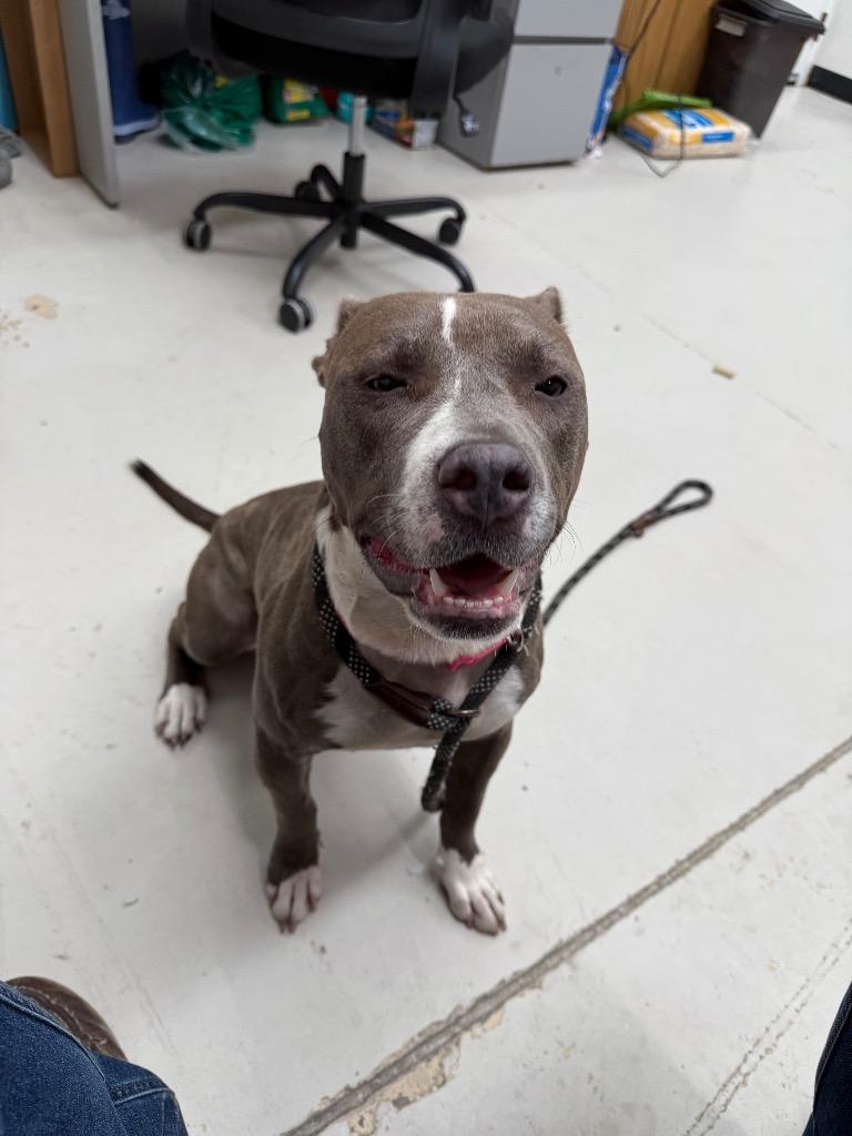 Kiara, Adoptable, Young Female Pit Bull Terrier & Hound.