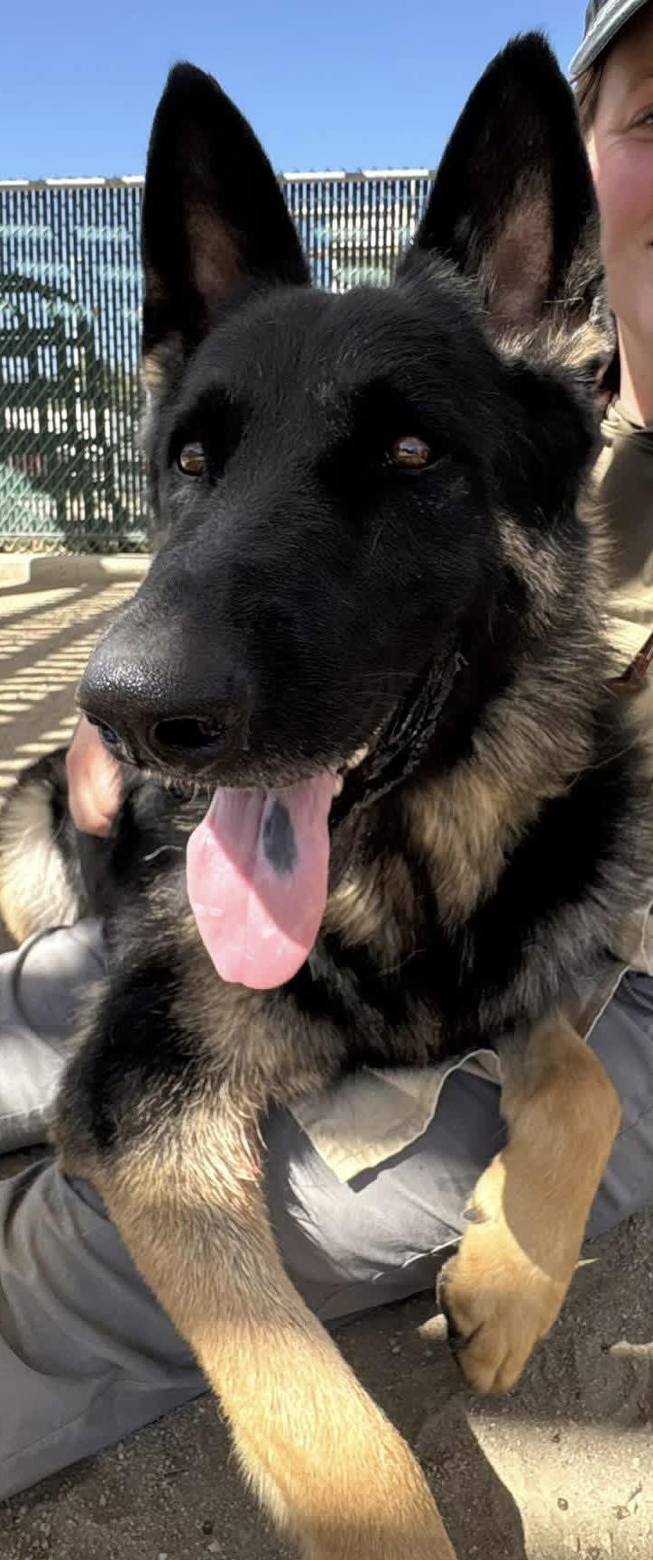Rex, an adopted German Shepherd Dog in Jefferson City, MO image 2/3