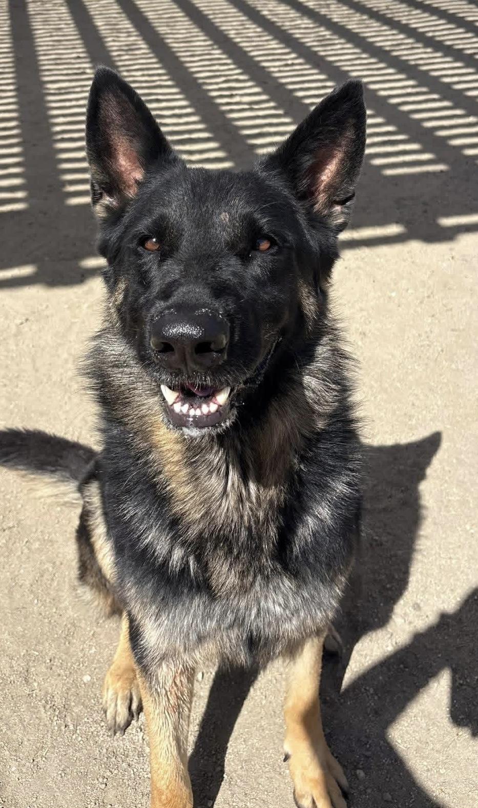 Rex, adopted, Young Male German Shepherd Dog.