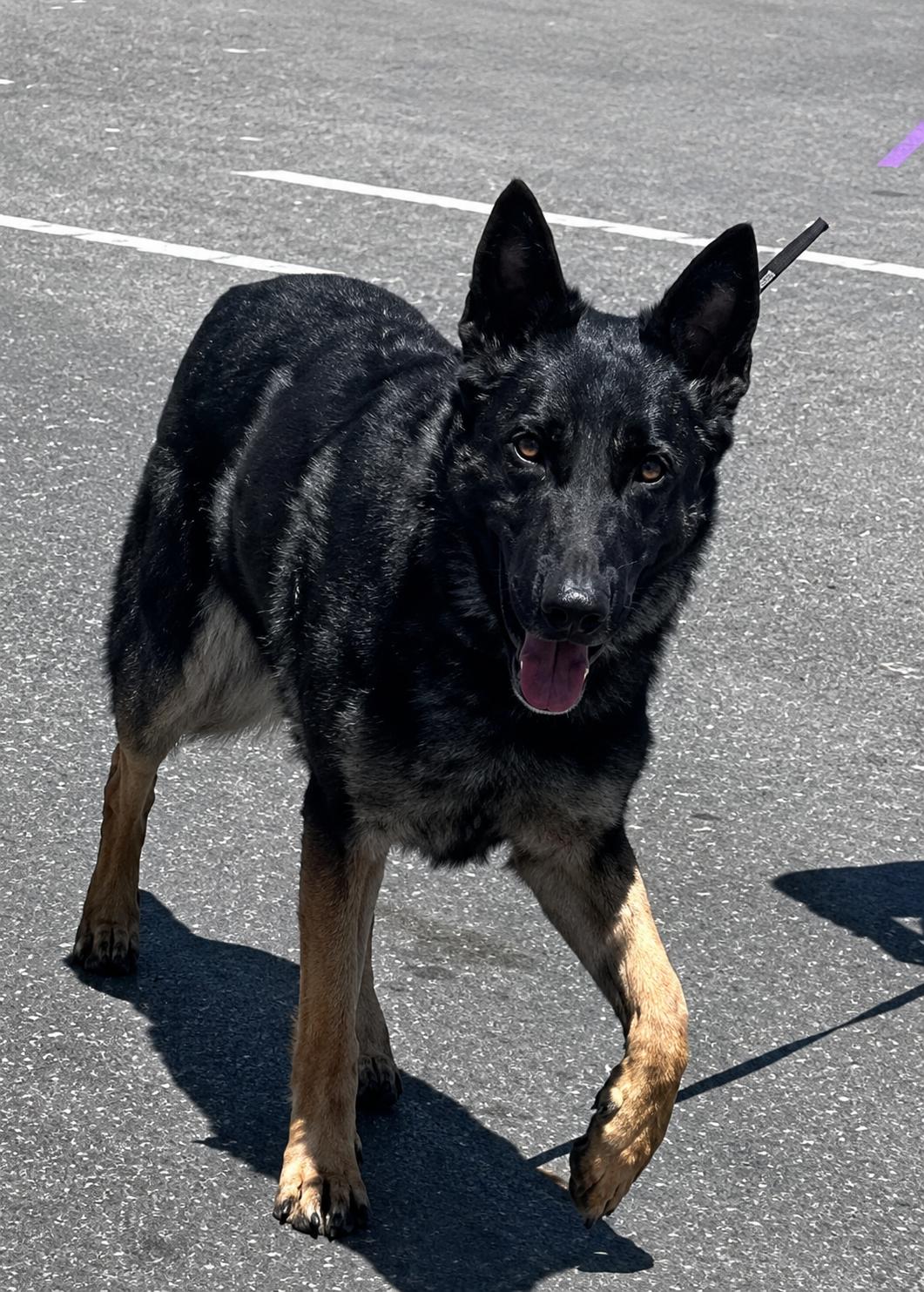 Rex, an adopted German Shepherd Dog in Jefferson City, MO image 3/3