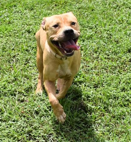 Enlarge Fondue, a ADOPTABLE mixed breed in Inverness, FL image 2/4