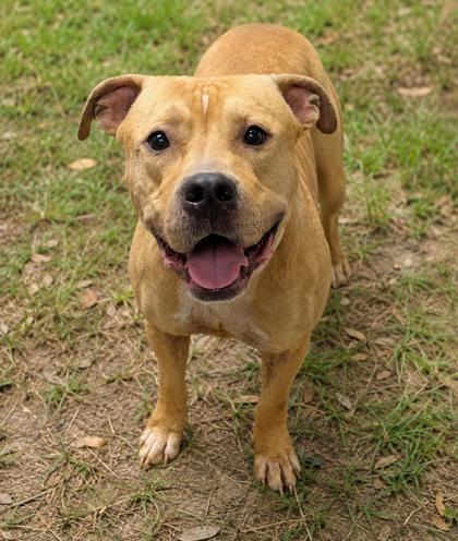 Fondue, ADOPTABLE, Adult Male Pit Bull Terrier & American Staffordshire Terrier.