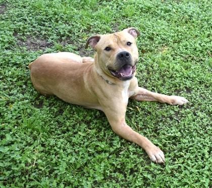 Enlarge Fondue, a ADOPTABLE mixed breed in Inverness, FL image 3/4