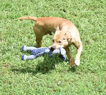 Enlarge Fondue, a ADOPTABLE mixed breed in Inverness, FL image 4/4