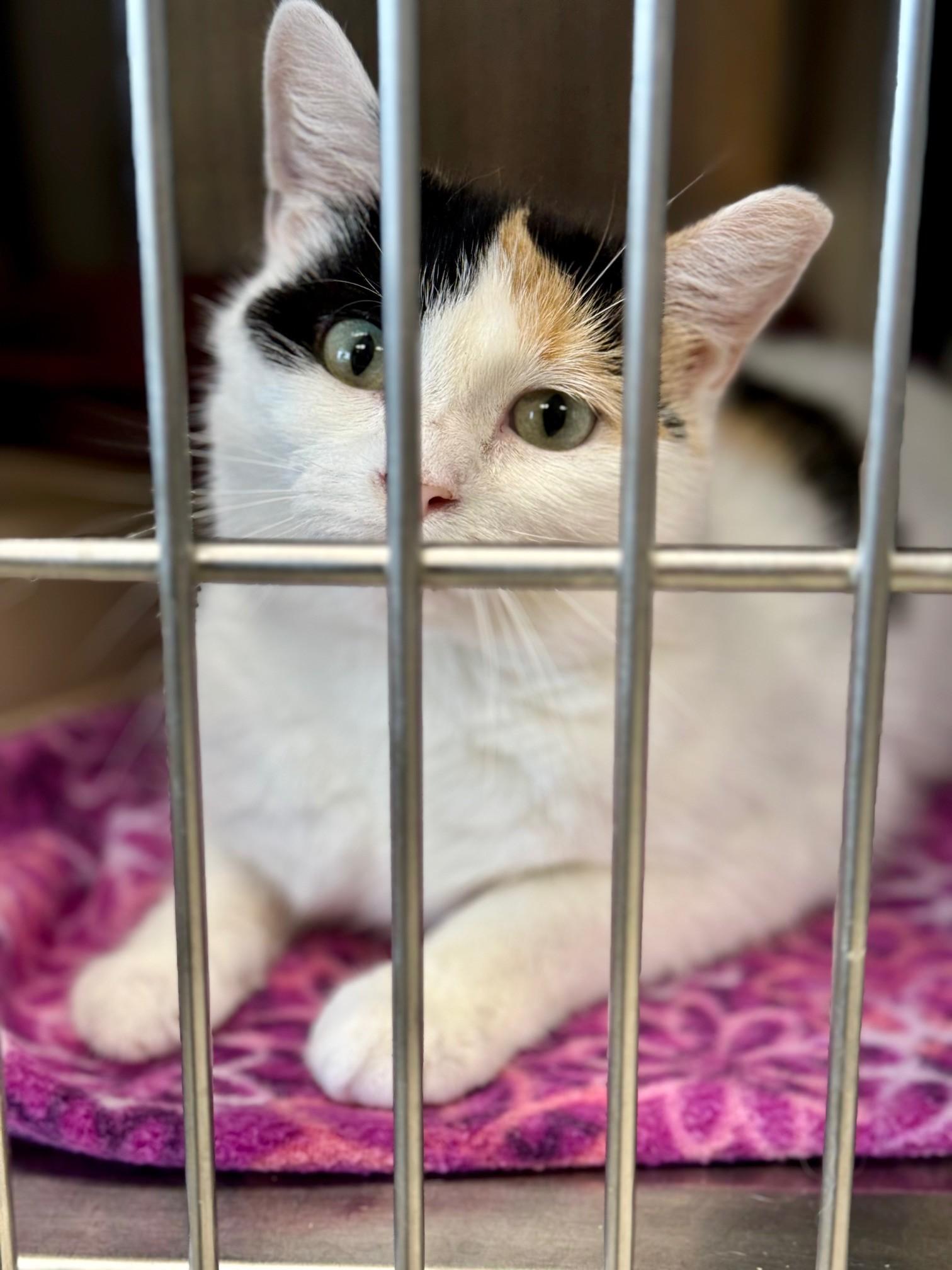 Betty Boop, Adult Female Domestic Short Hair