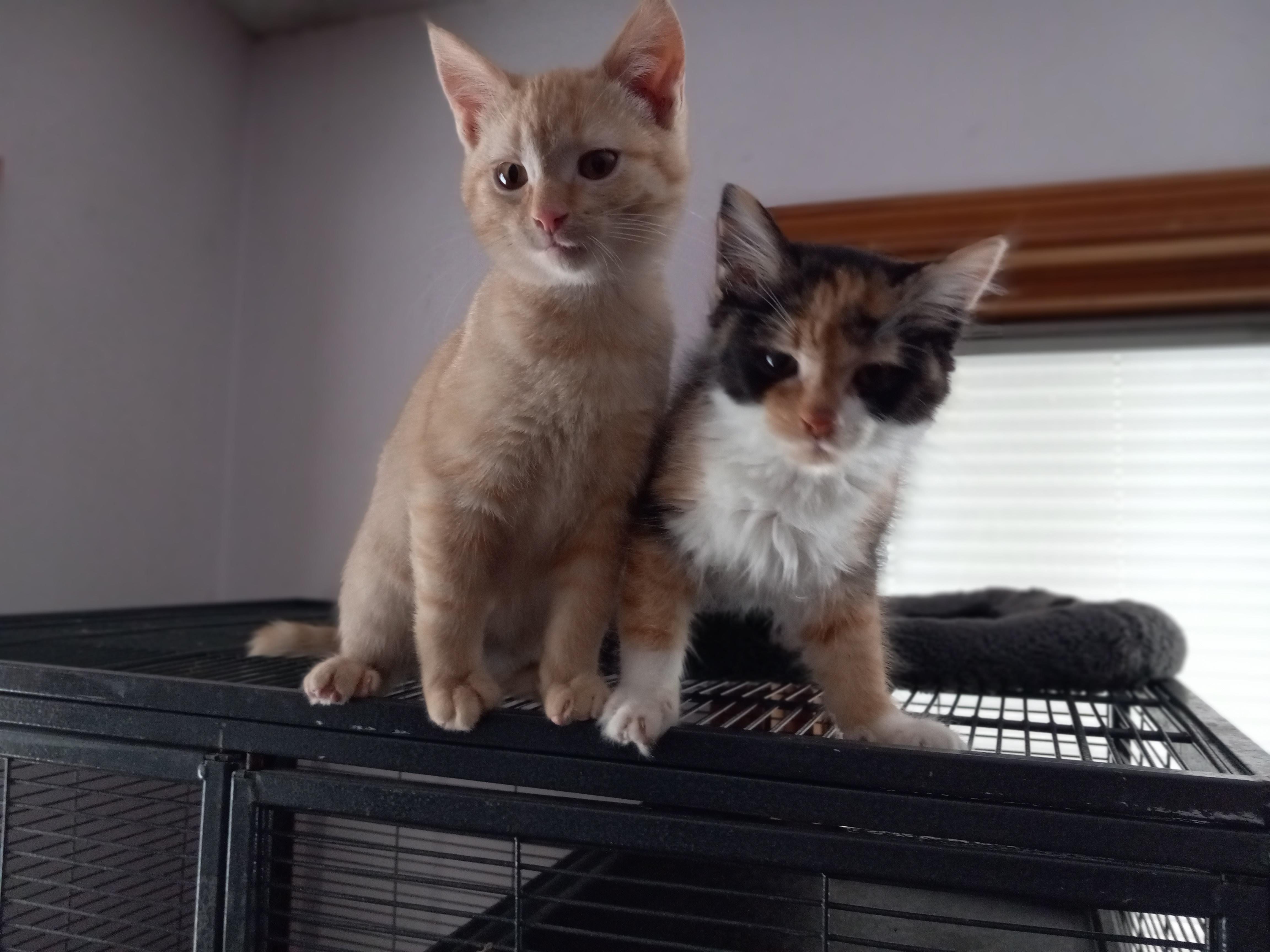 Fips, Adopted, Kitten Male Domestic Short Hair.