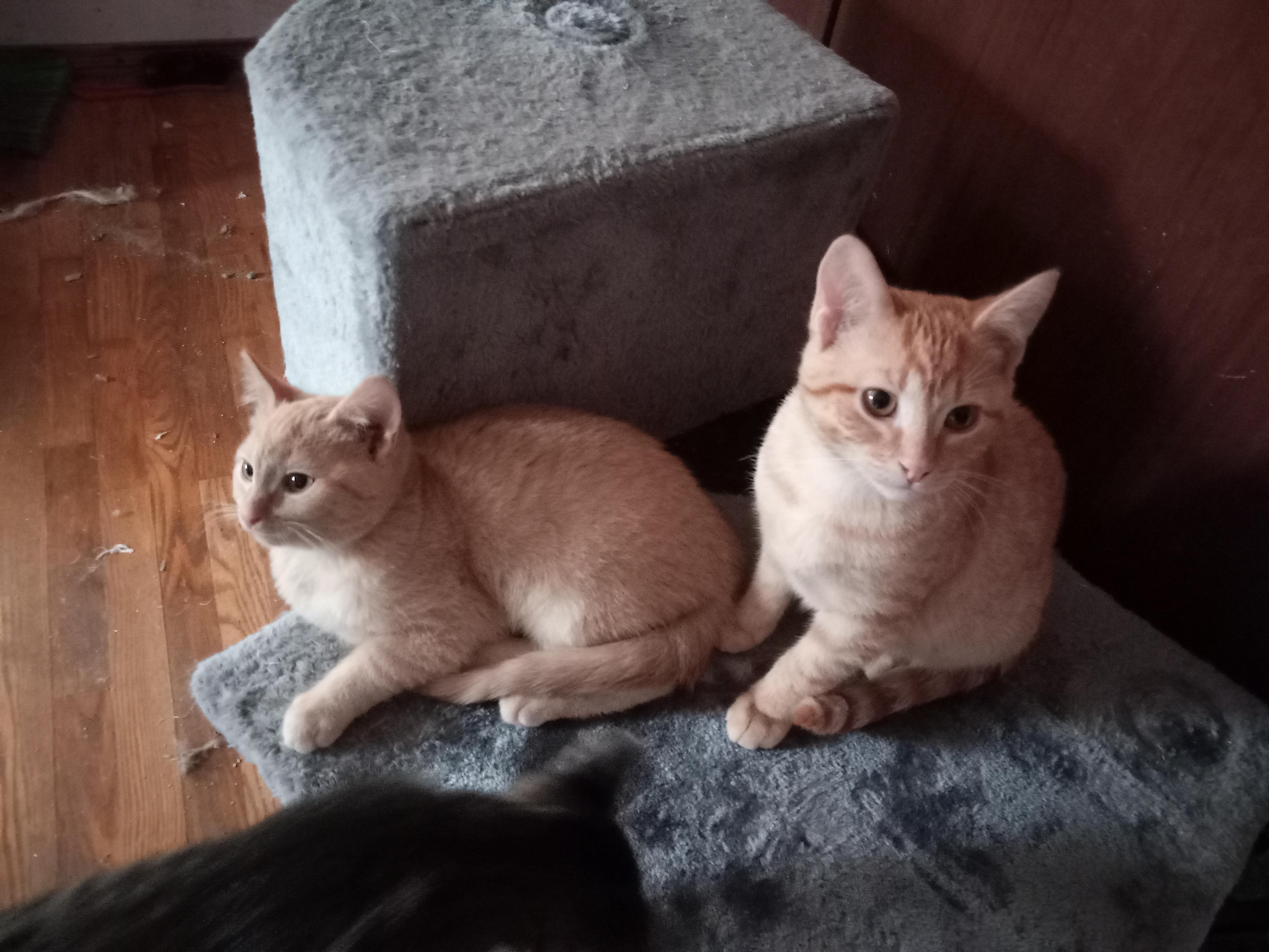 Enlarge Fips, a Adopted Domestic Short Hair in Midland, MI image 3/6